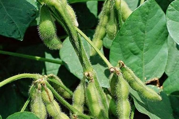 黄豆种子要一天要多少肥 种黄豆种子需要肥料