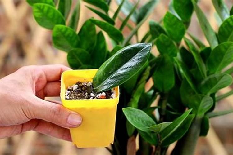 枇杷树保花保果打什么药最好