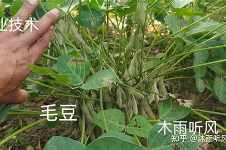 种植毛豆需要施什么肥