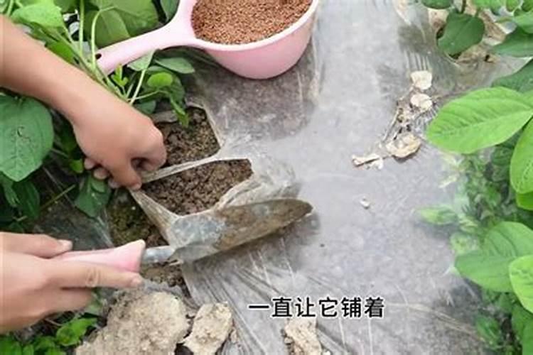 早熟毛豆的高产种植管理技术 毛豆怎么施肥好