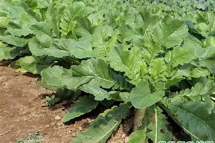 萝卜菜施肥用什么肥料