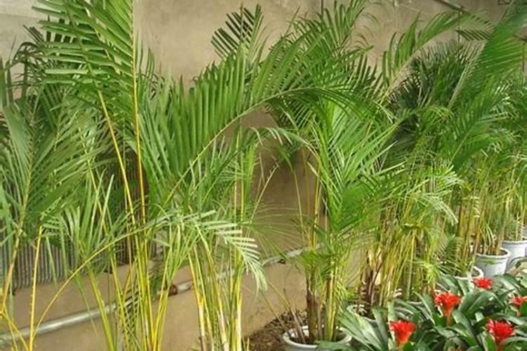 凤尾竹需要什么肥料