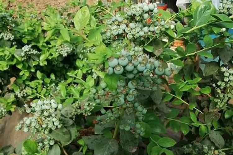 香菜浇什么肥料合适