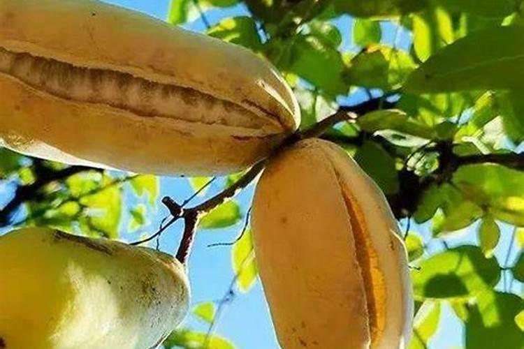 八月瓜种植几年才结果