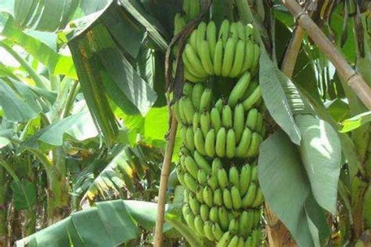 高产香蕉需要掌握的科学施肥技术有哪些 香蕉养殖技巧