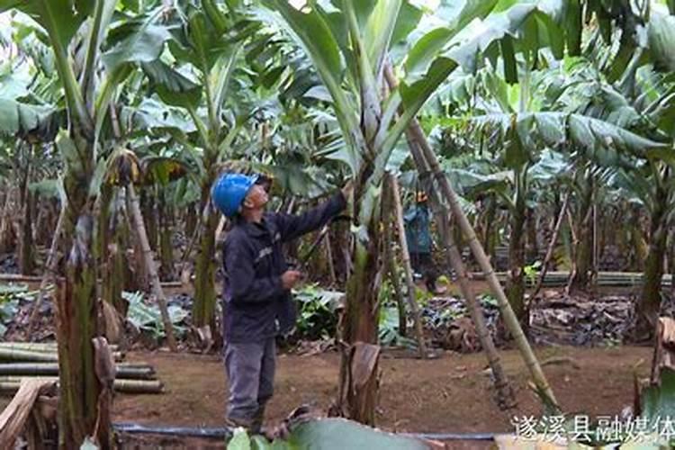 香蕉应该怎么养殖 种植香蕉的技术要点