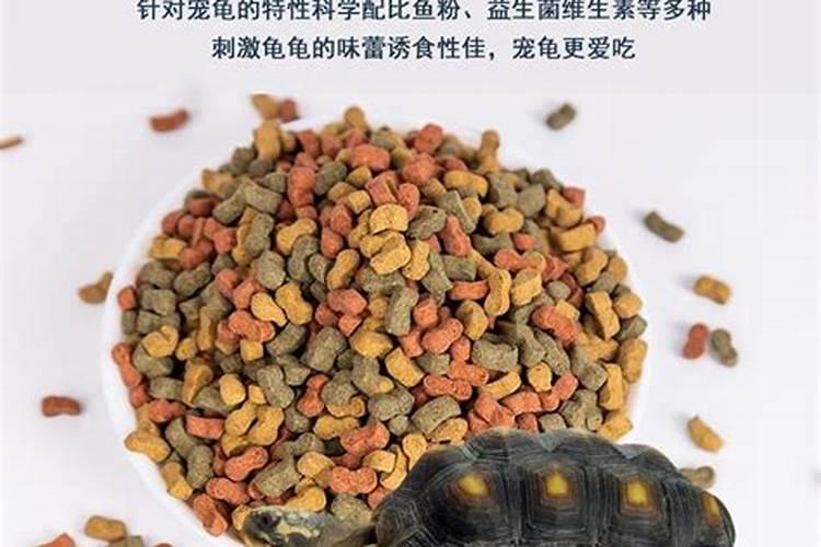 小乌龟吃什么