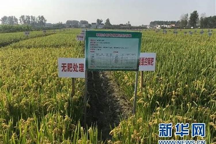 水稻适合用什么含量的复合肥