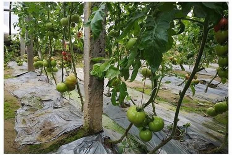 西红柿要浇什么肥料