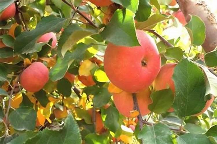苹果树冬季怎样合理追肥 冬季苹果施肥方法