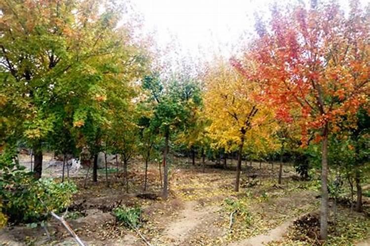 肥料对园林植物生长的作用是什么？