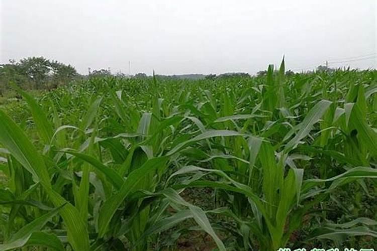 玉米追肥是雨前还是雨后好。最佳追肥时间是什么时候？