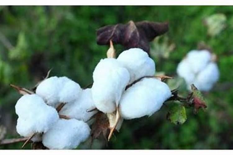 当前棉花叶面施肥怎么样追加