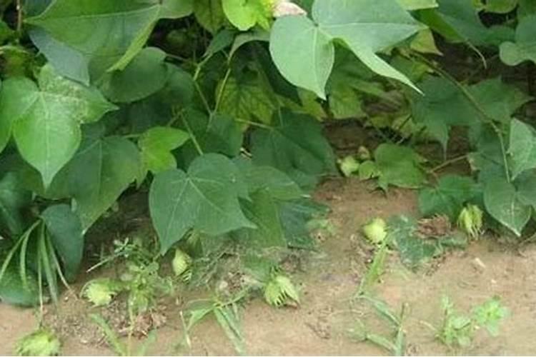 蔬菜喷施绿叶素后几天能够食用