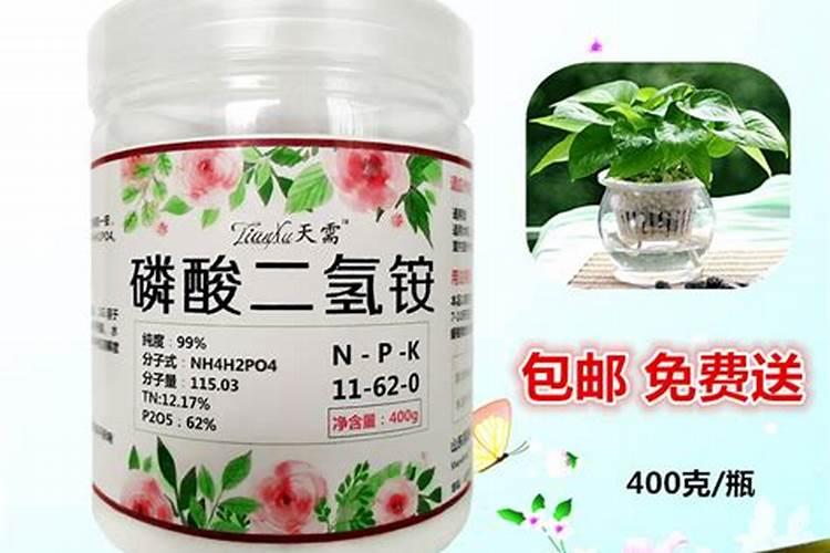 大叶茶和小叶茶的区别