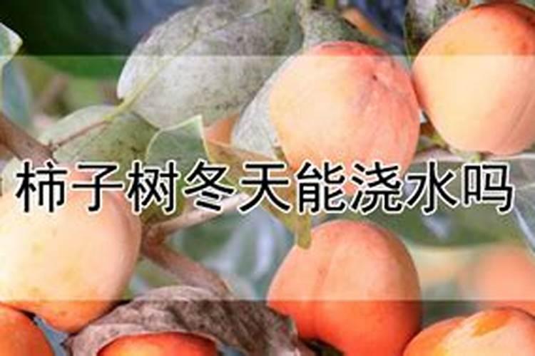 柿子树喜肥吗,喜欢施什么肥料