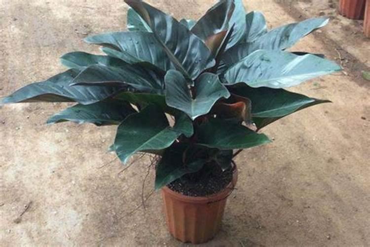 红钻花施什么肥最好