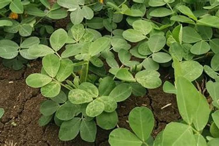 花生用什么叶面肥好 附种植方法