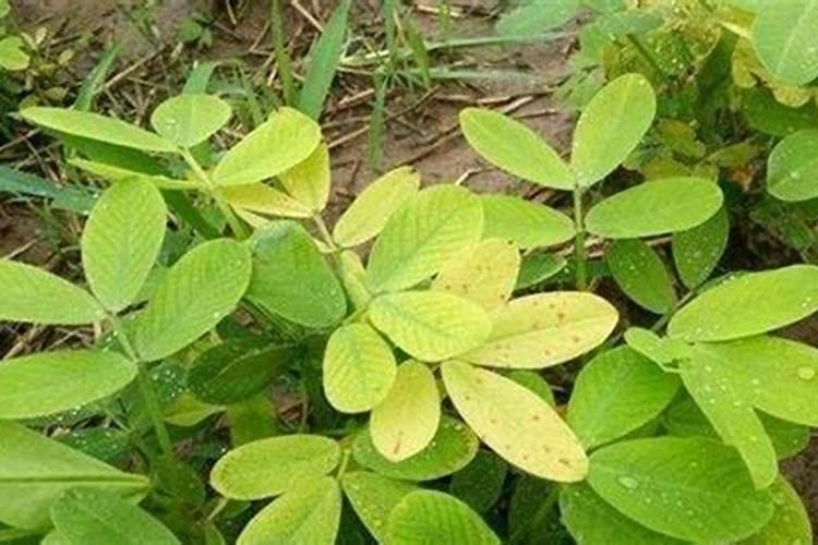 花生后期追肥使用什么肥料