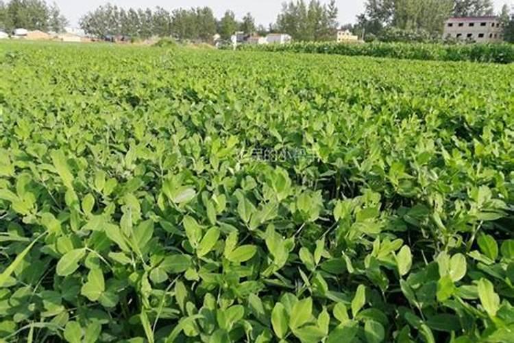 花生用什么叶面肥好 附种植方法