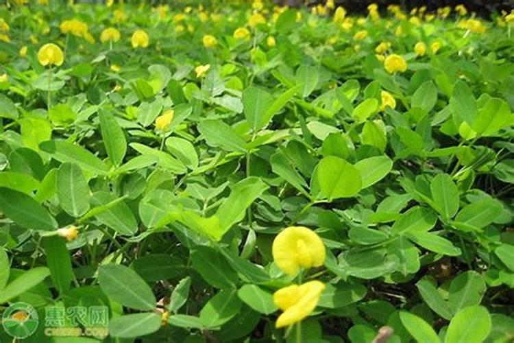 花生需要什么叶面肥