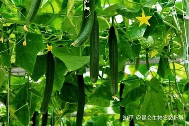 黄瓜最喜欢什么肥料
