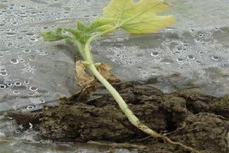 水溶肥浓度高了对植物有伤害吗