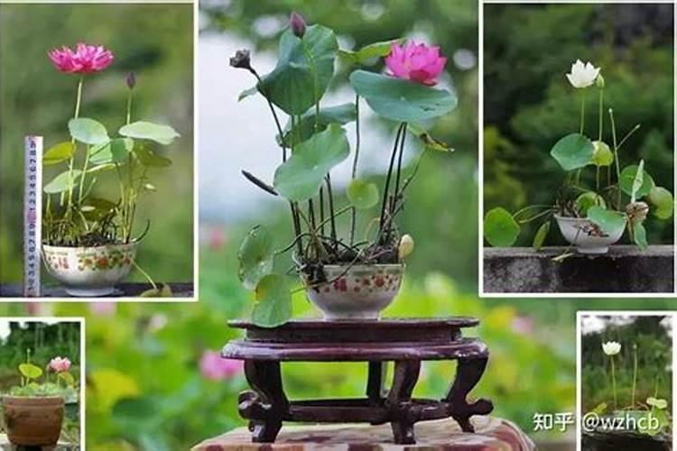 樱花树能根生繁殖吗？