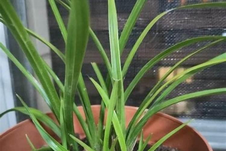 果树专用肥果树专用肥简介