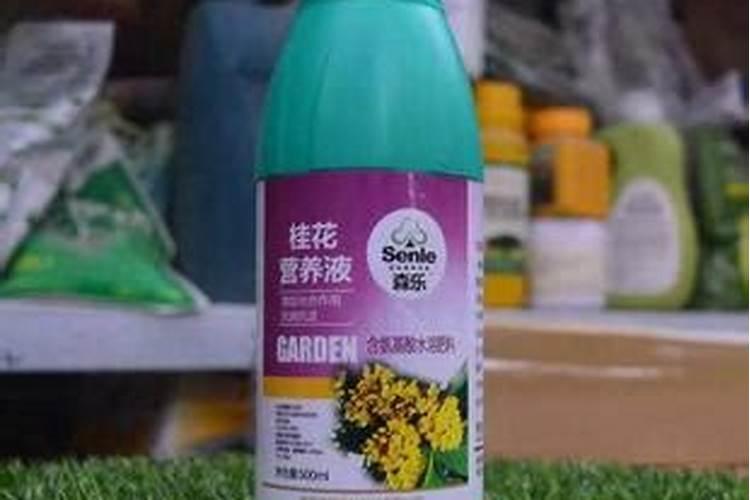 桂花可不可以施复合肥,怎么施？撒土上面还是埋土里？施多少？多长时间施一 ...