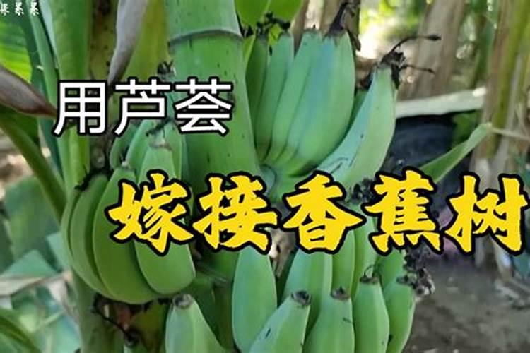 磷酸二氢钾浇月季花使用方法