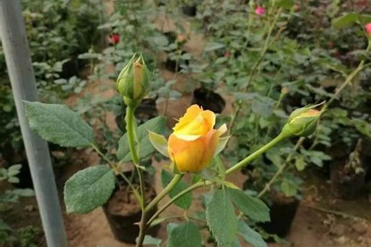 月季花肥用什么肥料好