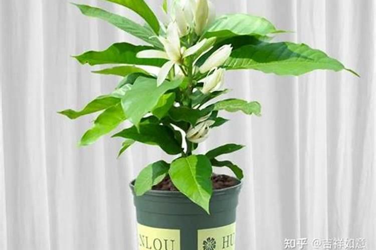 白玉兰开花后怎么办,适当修剪追施肥料