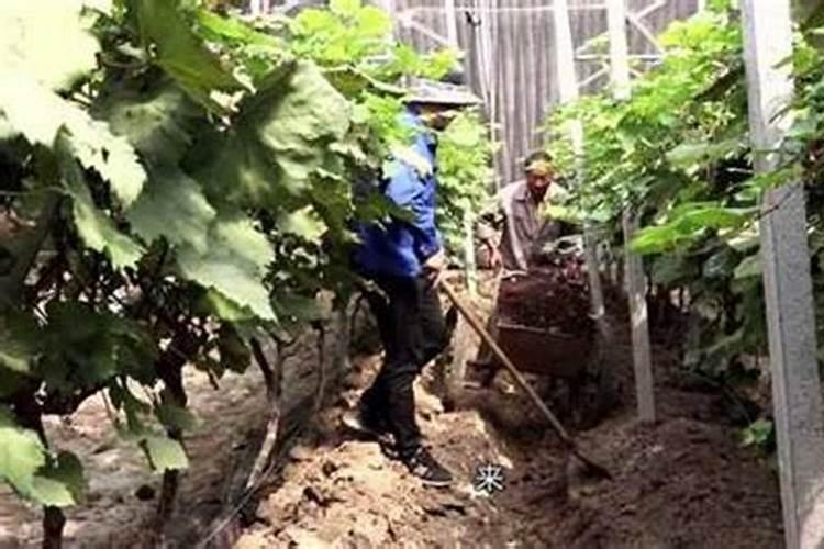 葡萄采收后怎么样施肥