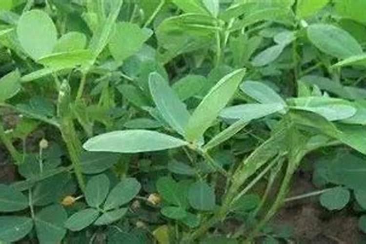 芸苔素内酯和复硝酚钠哪个好(两者有什么区别)