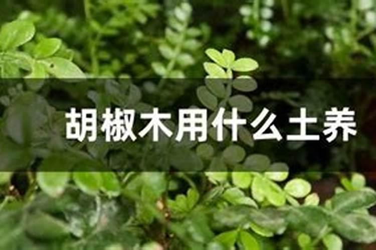 胡椒木如何施肥