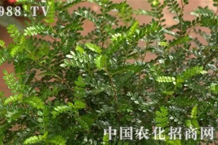 胡椒木如何养护,掌握6个技巧可养爆盆