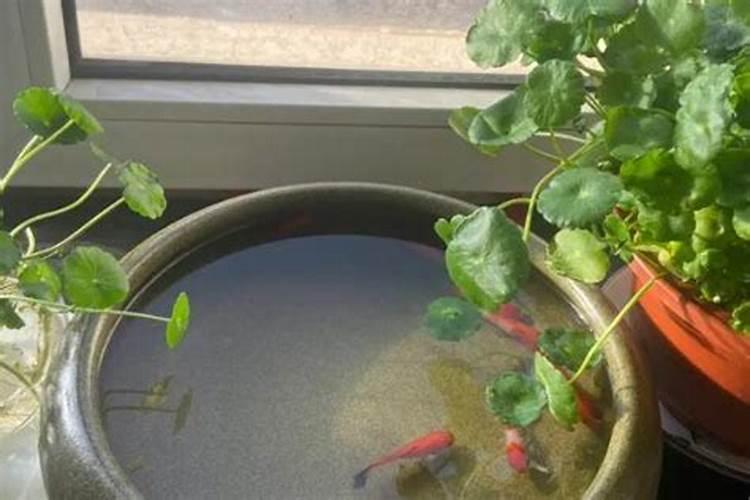 鲤鱼草鱼用什么水养好