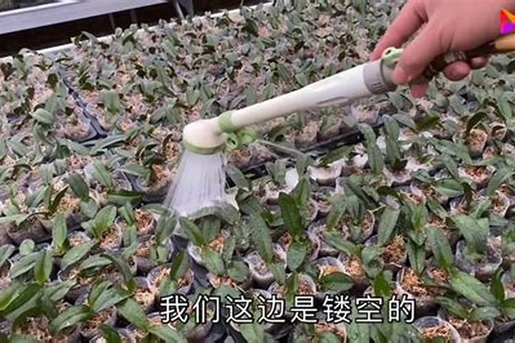 叶面肥和杀菌剂是否可以混用？