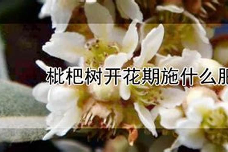 枇杷树开花期施什么肥