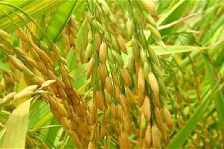 铵态氮是什么肥料