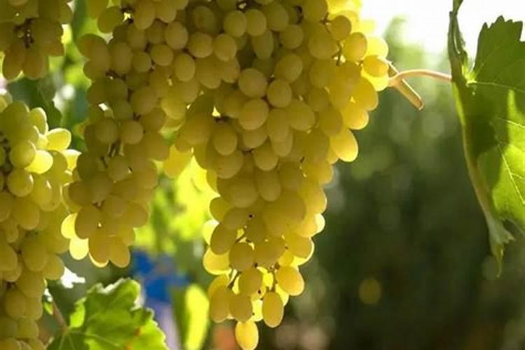 托布津类杀菌剂的作用特点、防治对象与多菌灵有哪些异同？