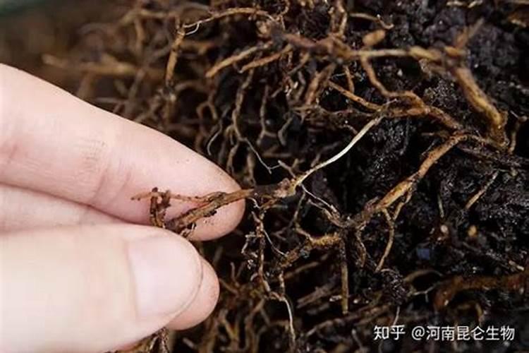 映山红老桩多久发芽