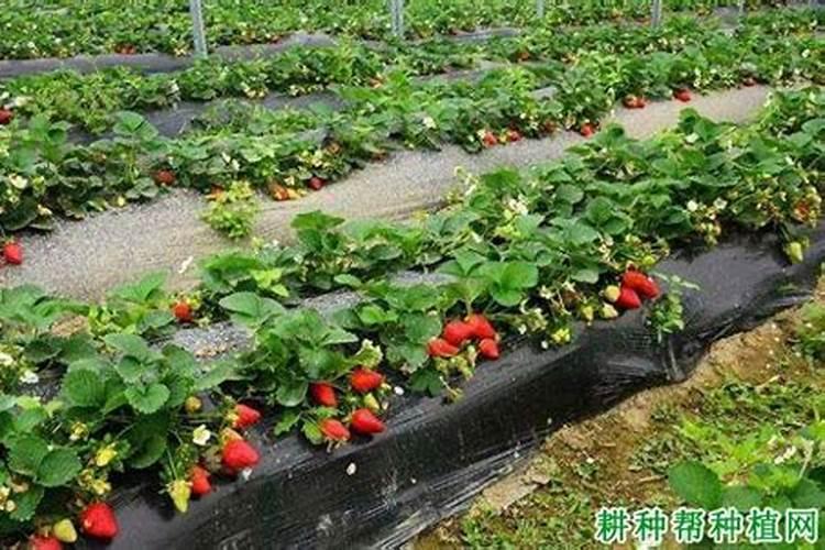 草莓地底肥能用硝态氮复合肥吗
