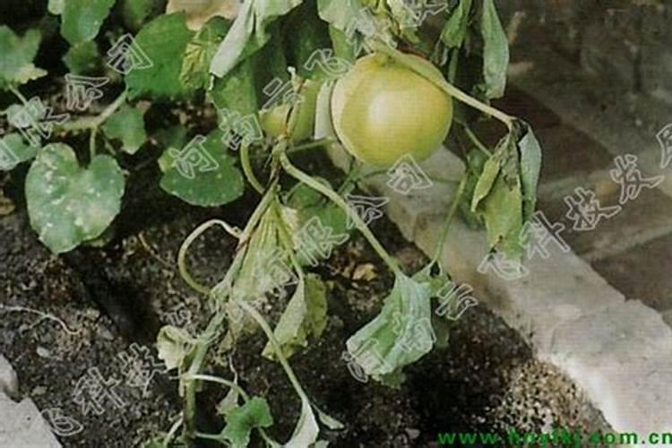 芸苔素甜瓜一季可以用几回