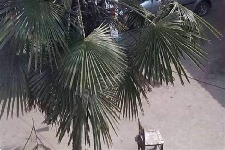如何进行苹果树栽培与冻害预防,实现苹果树高产？