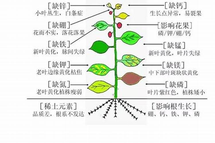 中量元素篇:各种元素的生理作用以及元素缺乏症状表现