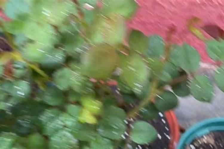 大棚小青菜开始施肥浇水多长时间好？