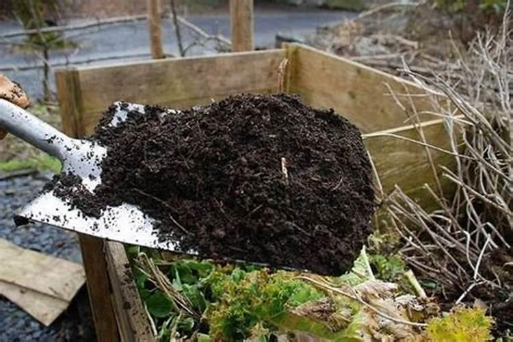 生姜的栽培技术要点 生姜种植方法