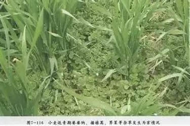 请问专家麦冬草这是得了什么病？采取什么措施能有效防治？